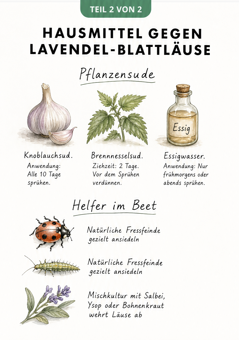 Illustration von Hausmitteln gegen Blattläuse am Lavendel: Knoblauchsud, Brennnesselsud, Essigwasser sowie Nützlinge wie Marienkäfer und Florfliegen.