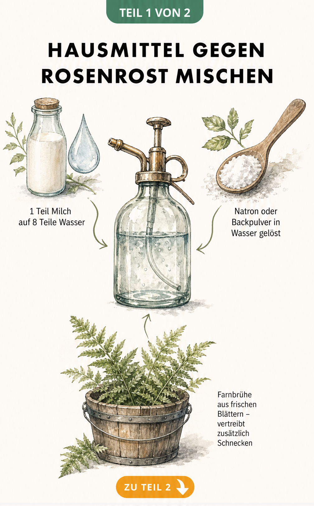 Illustration von Hausmitteln gegen Rosenrost und Mehltau: Milch-Wasser-Mischung, Natron und Farnbrühe