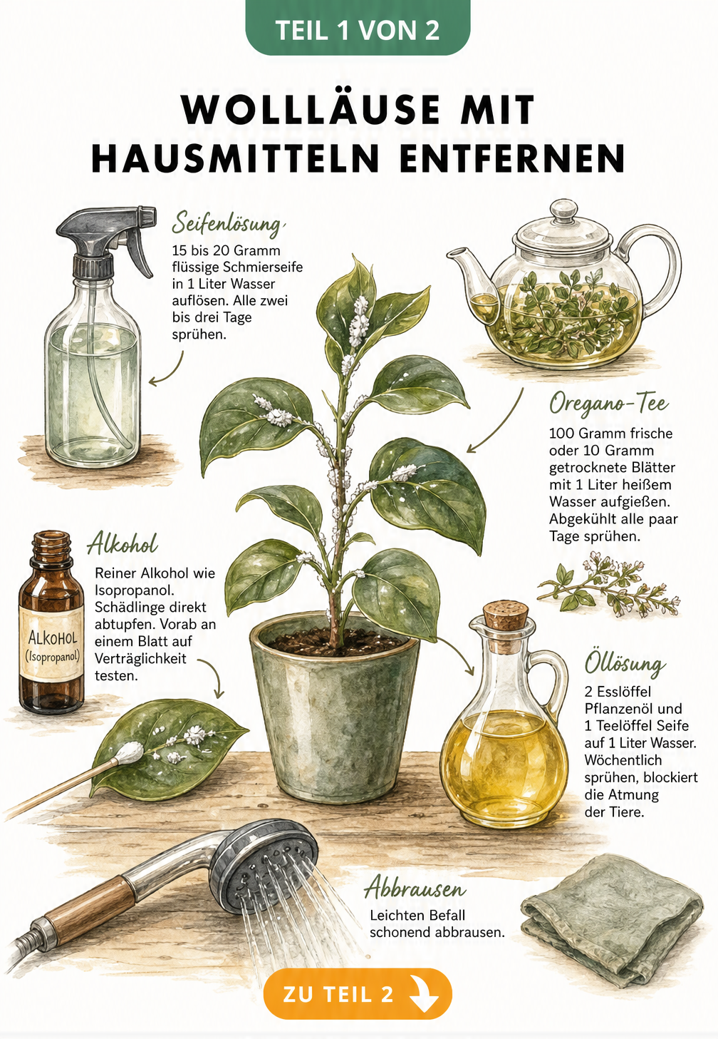 Illustration einer botanischen Werkbank mit Hausmitteln gegen Wollläuse wie Schmierseife, Alkohol, Oregano-Tee und Öl