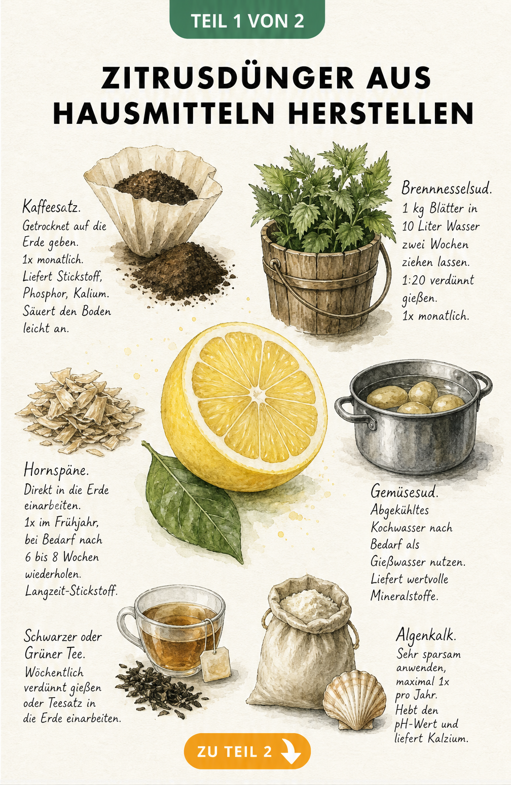 Botanische Illustration von Hausmitteln wie Kaffeesatz, Brennnesselsud und Hornspänen als natürlicher Zitrusdünger