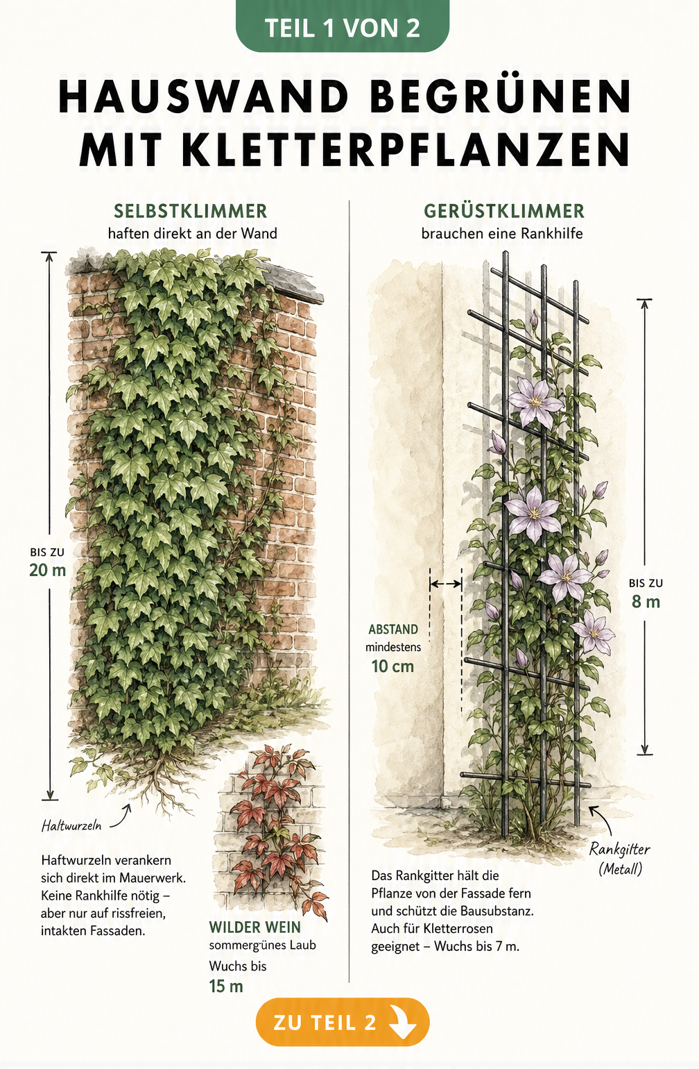 Illustration von Selbstklimmern wie Efeu an einer Ziegelwand und Gerüstklimmern wie Clematis an einem Rankgitter vor einer Putzfassade.