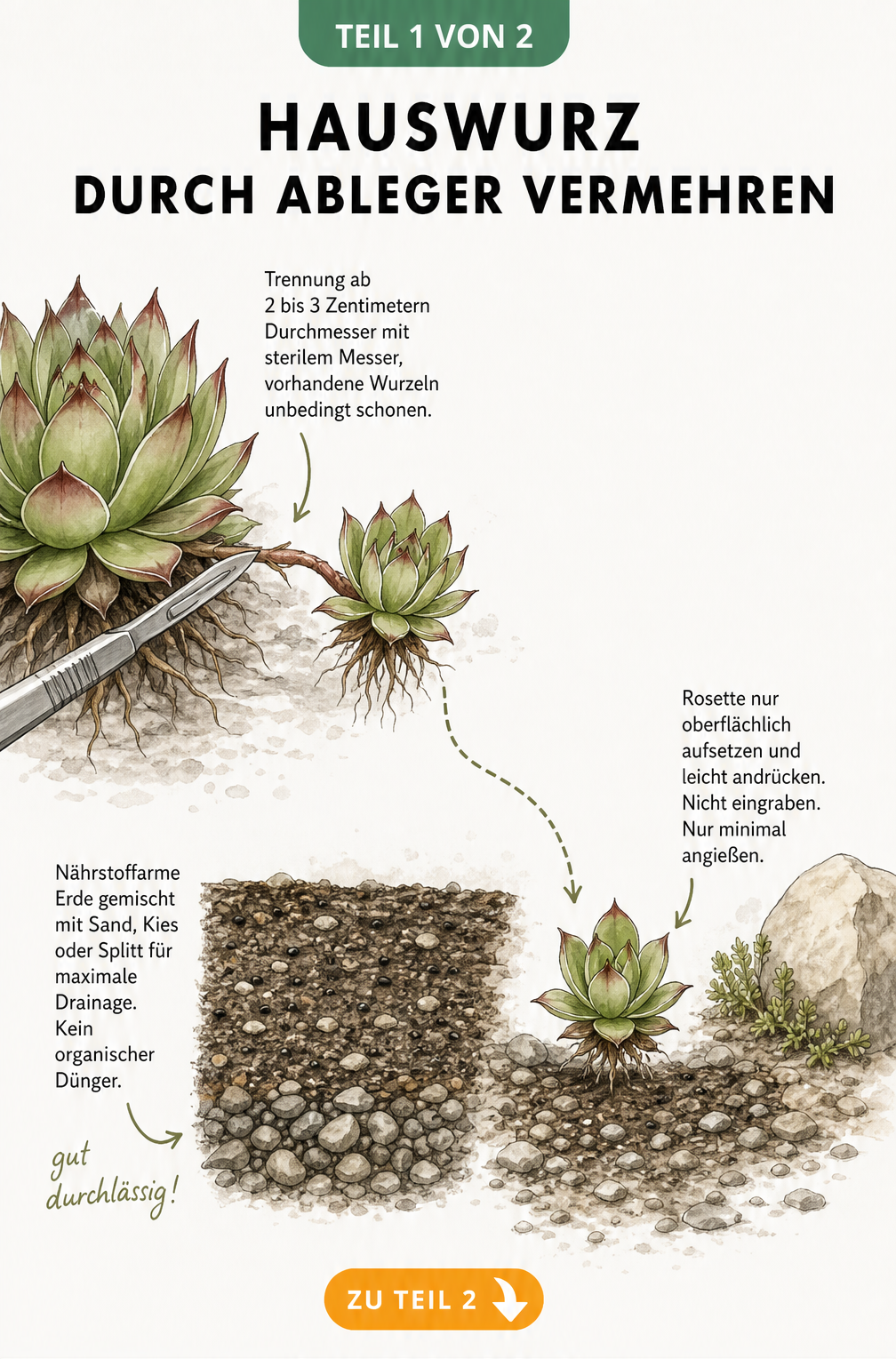 Botanische Schnittdarstellung: Hauswurz-Ableger mit sterilem Messer abtrennen und auf nährstoffarmes Substrat mit Sand und Kies setzen.