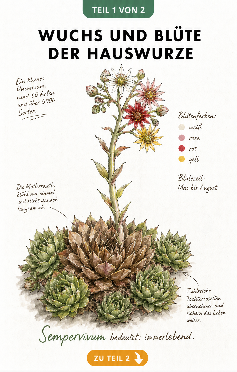Botanische Illustration einer Hauswurz mit Blütenstiel, welker Mutterrosette und grünen Tochterrosetten