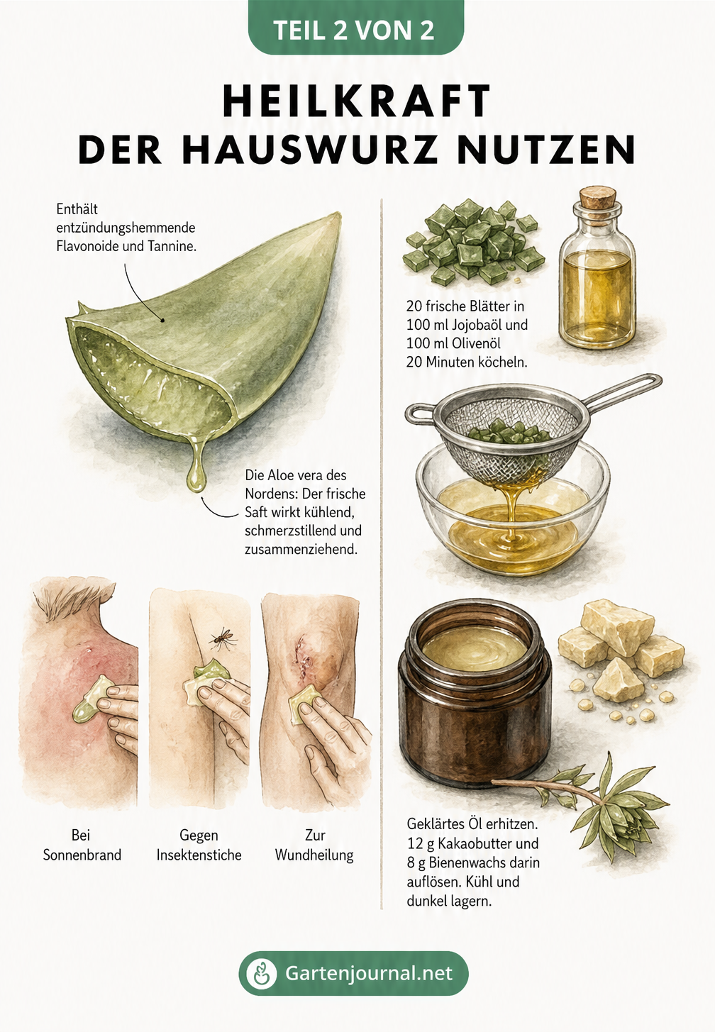Illustration zur Heilkraft der Hauswurz mit aufgeschnittenem Blatt, Pflanzensaft und Anleitung zur Herstellung einer Heilsalbe.