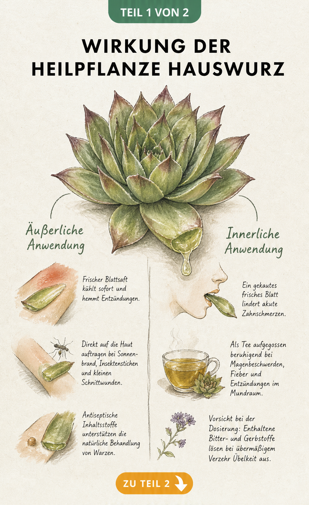 Botanische Illustration der Hauswurz mit Notizen zur äußerlichen und innerlichen Anwendung als Heilpflanze