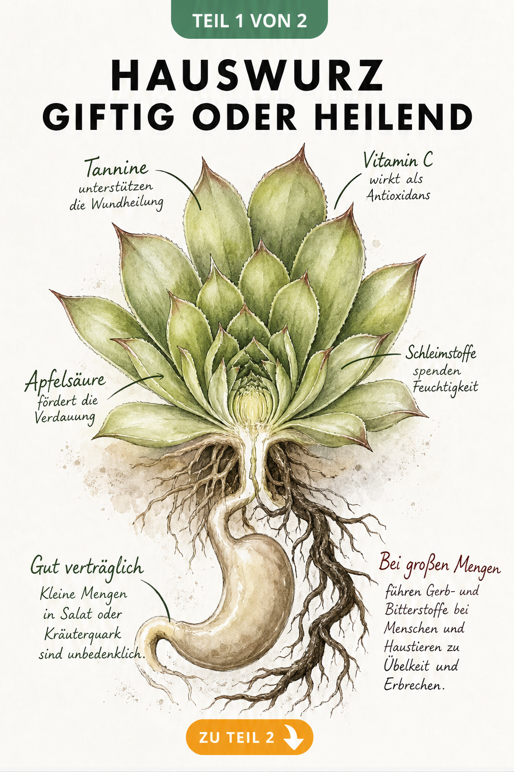 Botanische Aquarell-Illustration einer aufgeschnittenen Hauswurz-Rosette mit Inhaltsstoffen wie Tannine und Vitamin C sowie Hinweisen zur Verträglichkeit