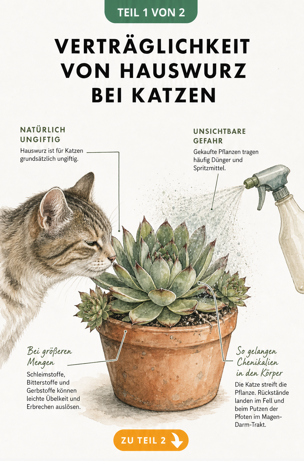 Botanische Illustration einer Hauswurz im Terrakotta-Topf mit einer schnuppernden Katze, die natürliche Inhaltsstoffe und chemische Rückstände erklärt