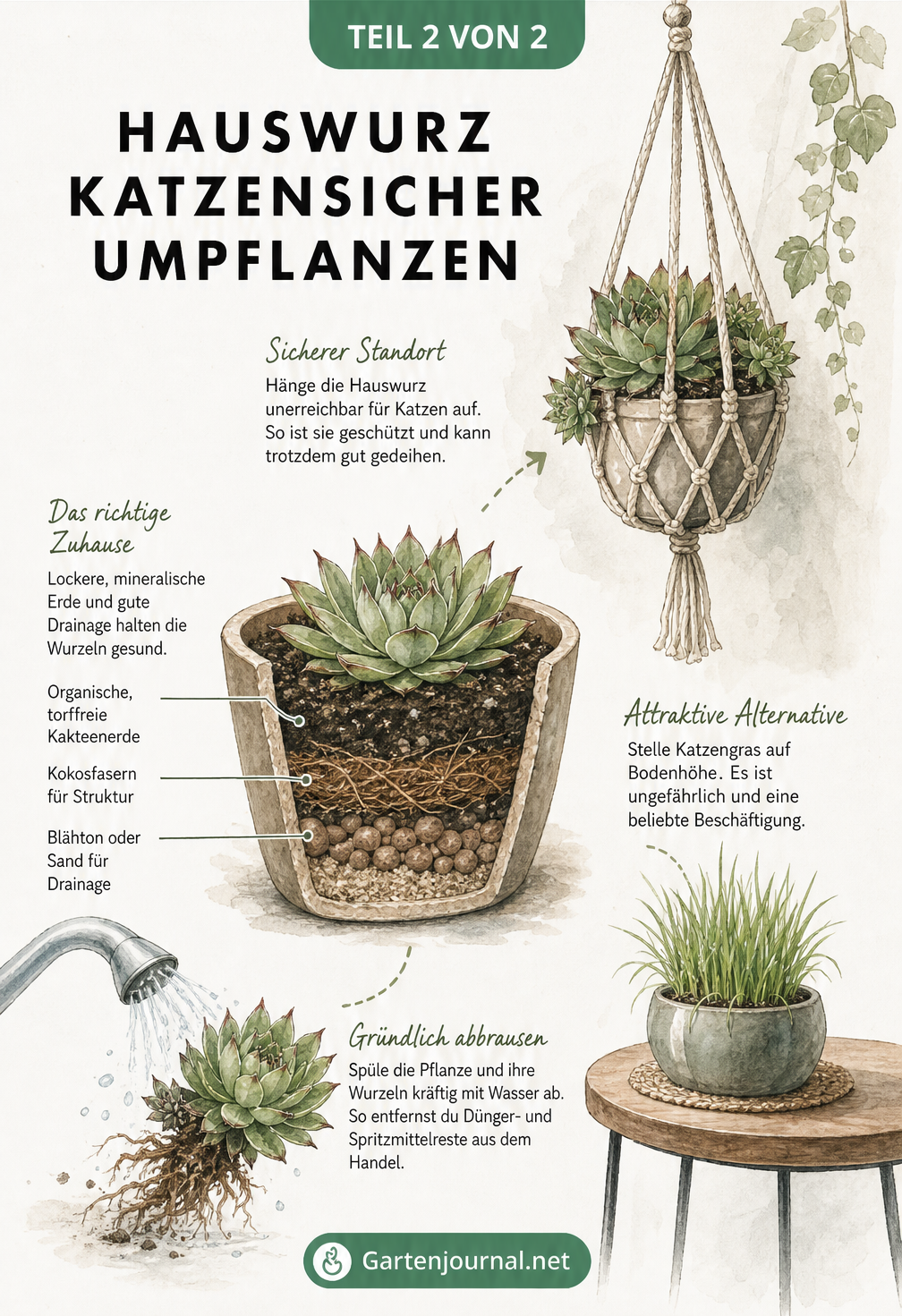 Illustration zum sicheren Umpflanzen von Hauswurz: Wurzeln abbrausen, in torffreie Kakteenerde pflanzen und katzensicher aufhängen
