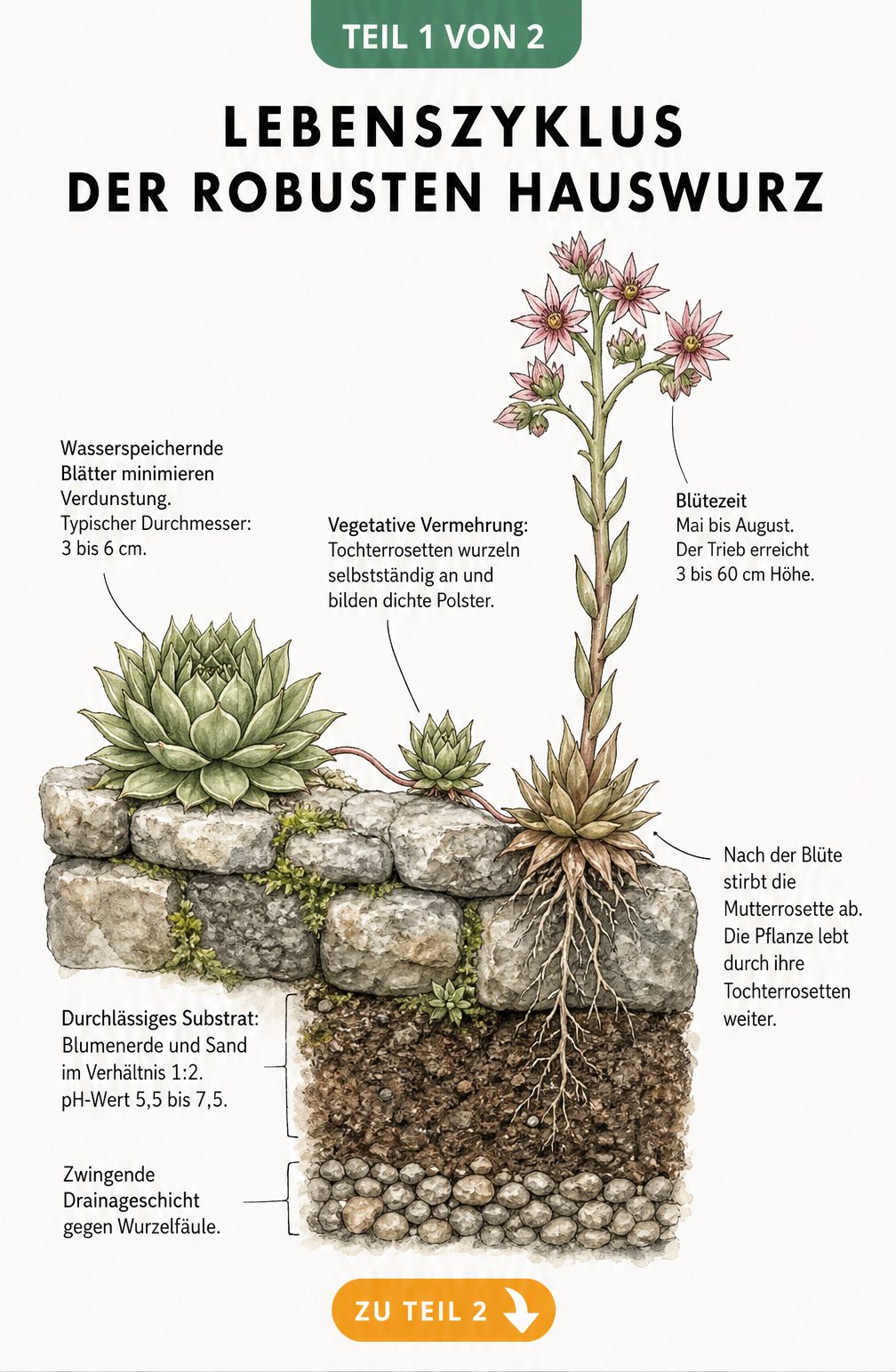 Botanische Illustration des Lebenszyklus der Hauswurz mit Querschnitt einer Natursteinmauer, Wurzeln, Rosetten und Blütentrieb.