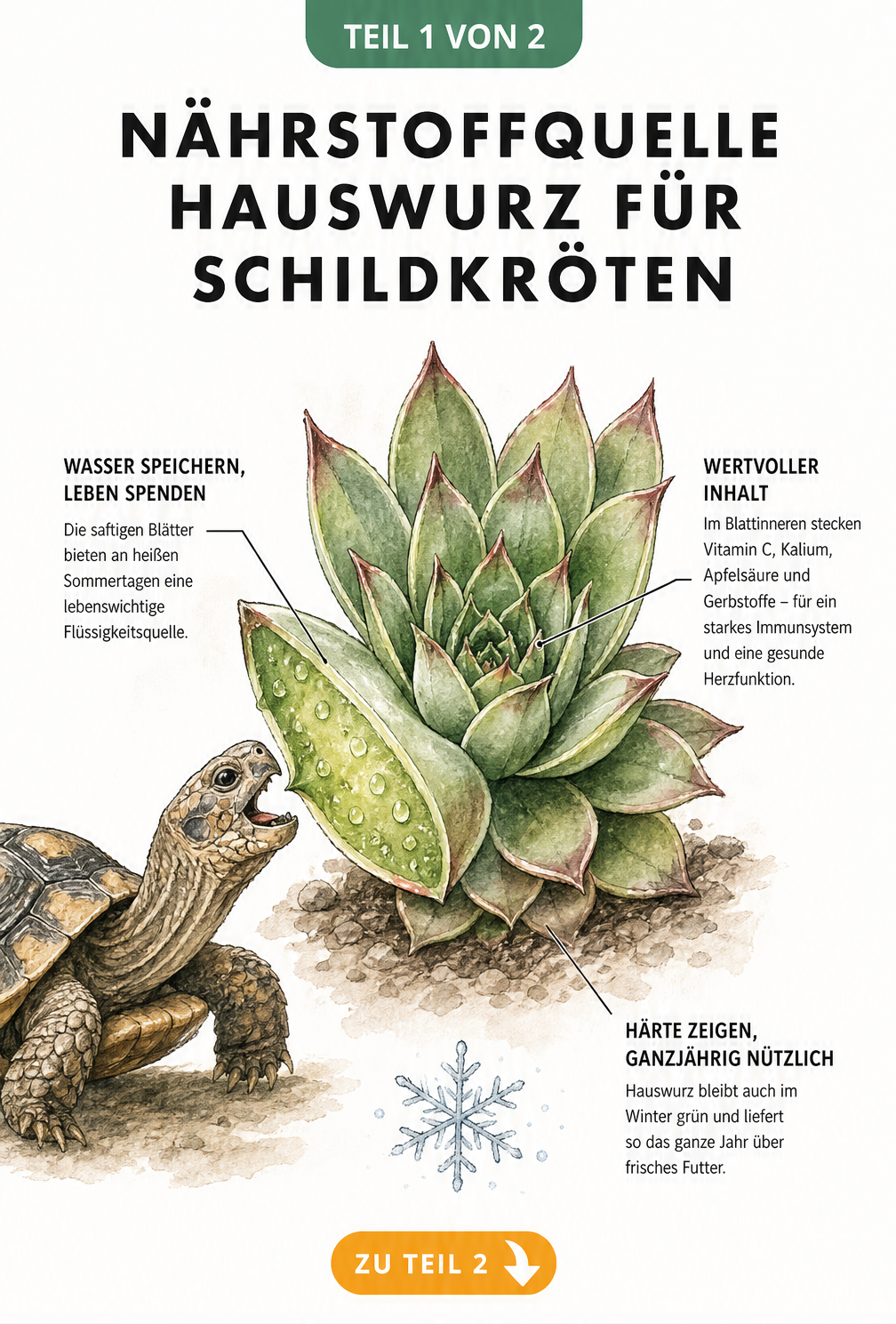 Botanische Illustration einer aufgeschnittenen Hauswurz-Rosette mit Schildkröte, die ein Blatt frisst, und Details zu Nährstoffen wie Vitamin C und Kalium.