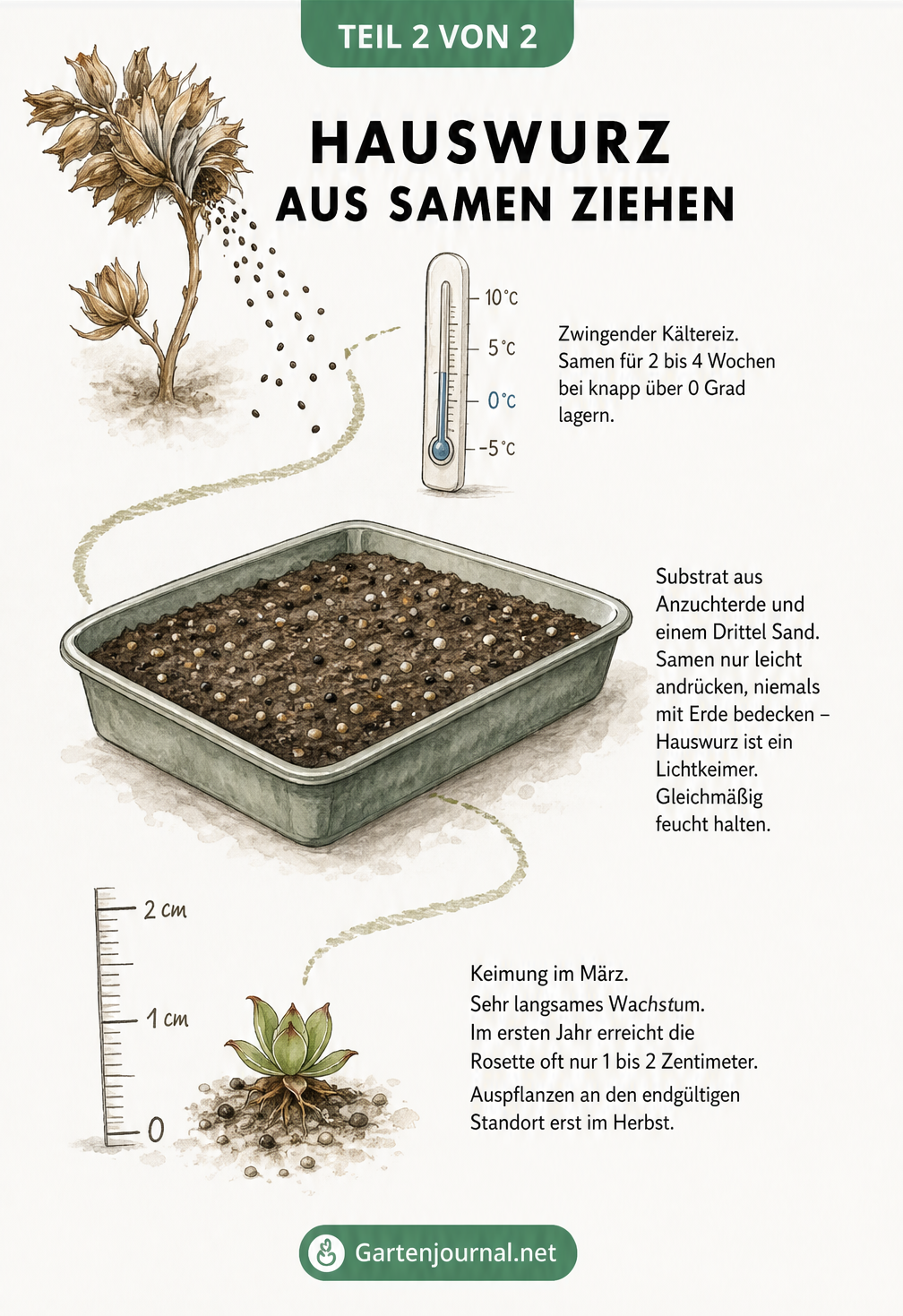 Skizzenhafte Darstellung der Hauswurz-Aussaat: Kältereiz der Samen, Aussaat auf Anzuchterde als Lichtkeimer und langsames Wachstum der Jungpflanze.