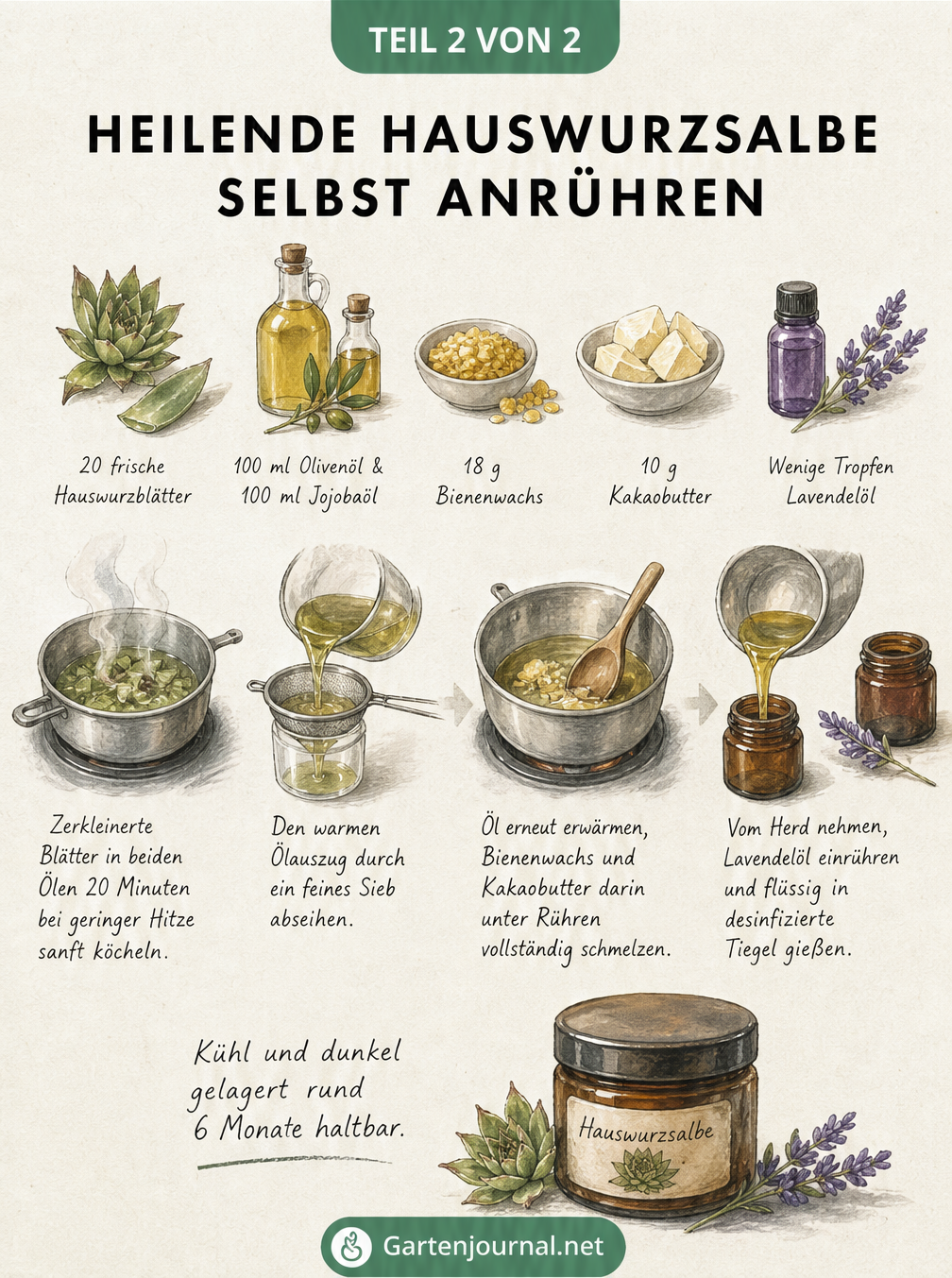 Illustriertes Rezept zur Herstellung einer heilenden Hauswurzsalbe mit Zutaten und Zubereitungsschritten