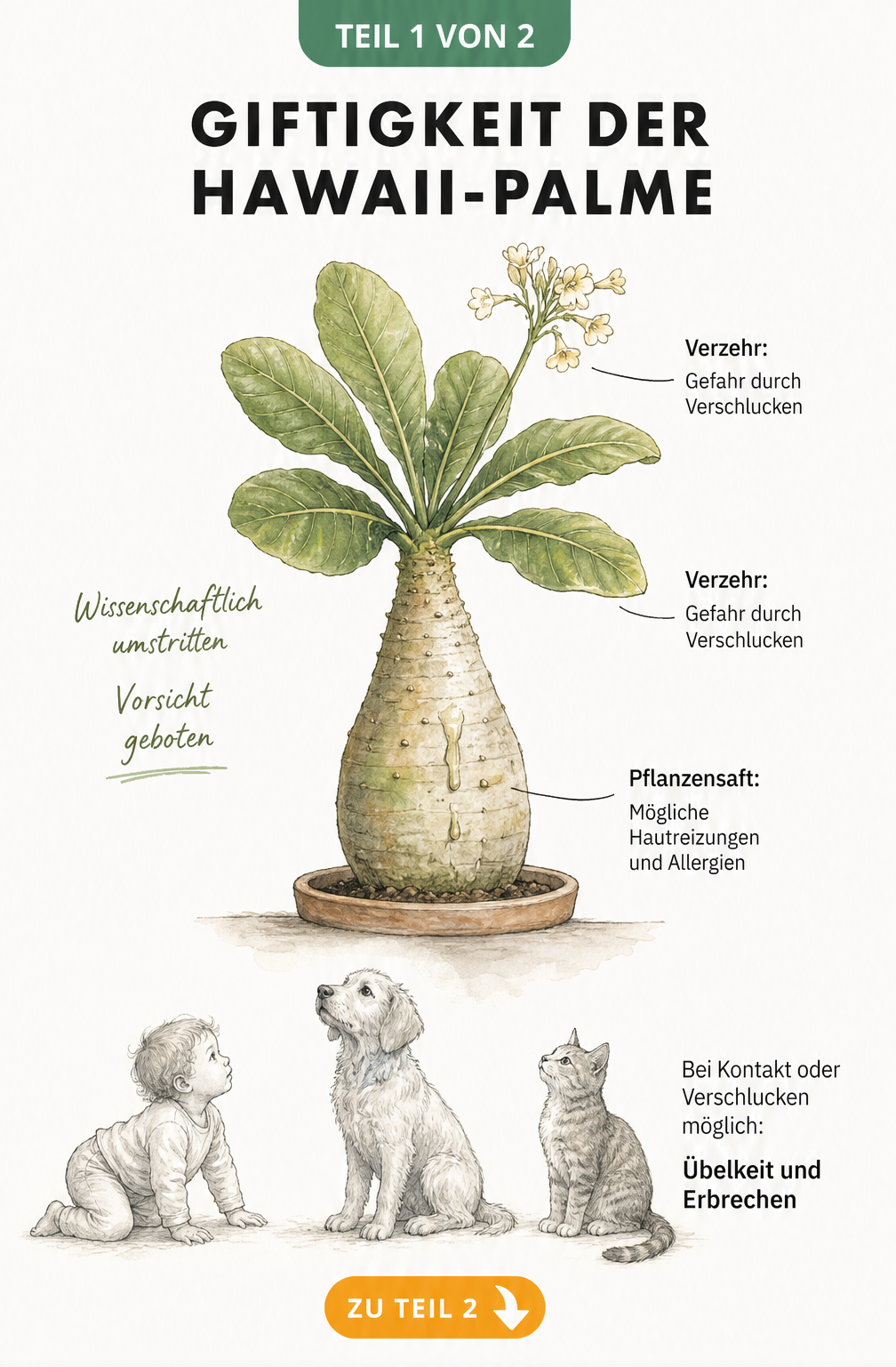 Botanische Illustration der Hawaii-Palme mit Hinweisen zu möglichen Hautreizungen und Vergiftungssymptomen bei Kindern und Haustieren
