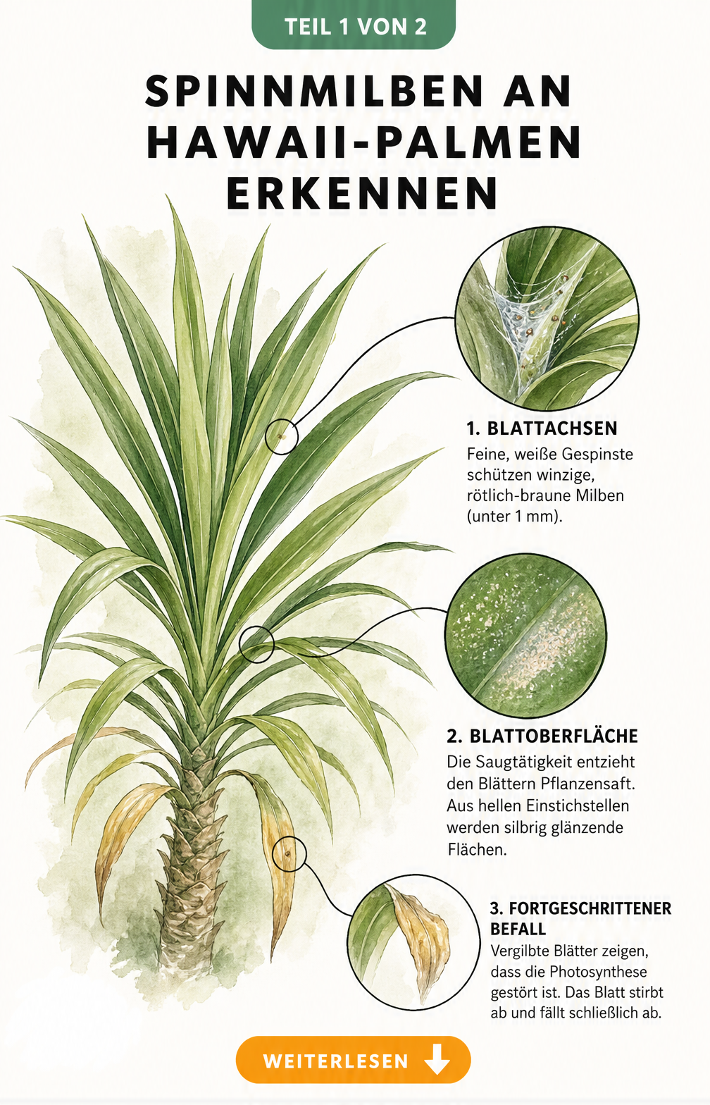 Botanische Illustration einer Hawaii-Palme mit Detailansichten von Spinnmilben-Gespinsten, Einstichstellen und vergilbten Blättern.