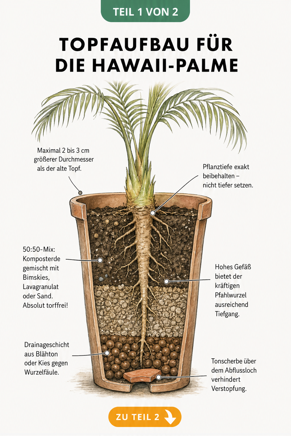 Querschnitt eines bepflanzten Topfes der Hawaii-Palme mit drei Erdschichten und Pfahlwurzel