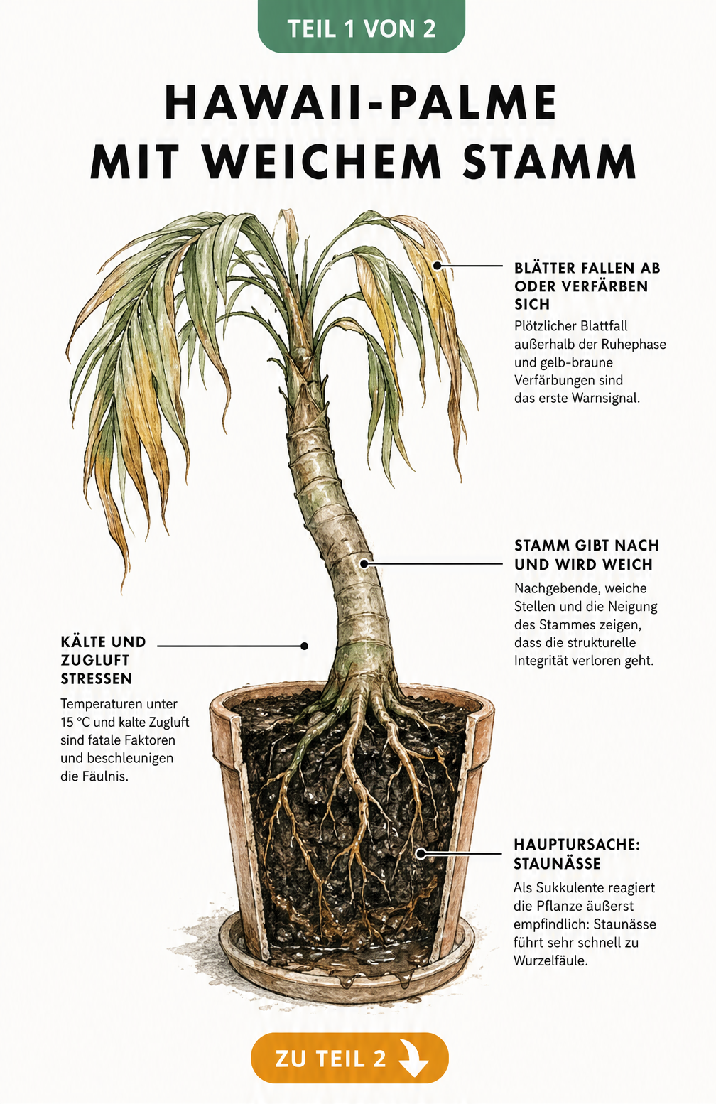Querschnitt einer Hawaii-Palme mit weichem Stamm, hängenden Blättern und faulenden Wurzeln durch Staunässe