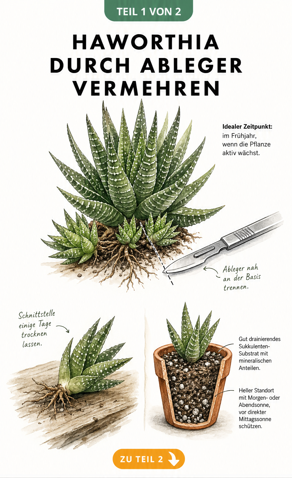 Illustration einer Haworthia-Mutterpflanze mit Tochterrosetten und dem Einpflanzen eines Ablegers in Sukkulenten-Substrat