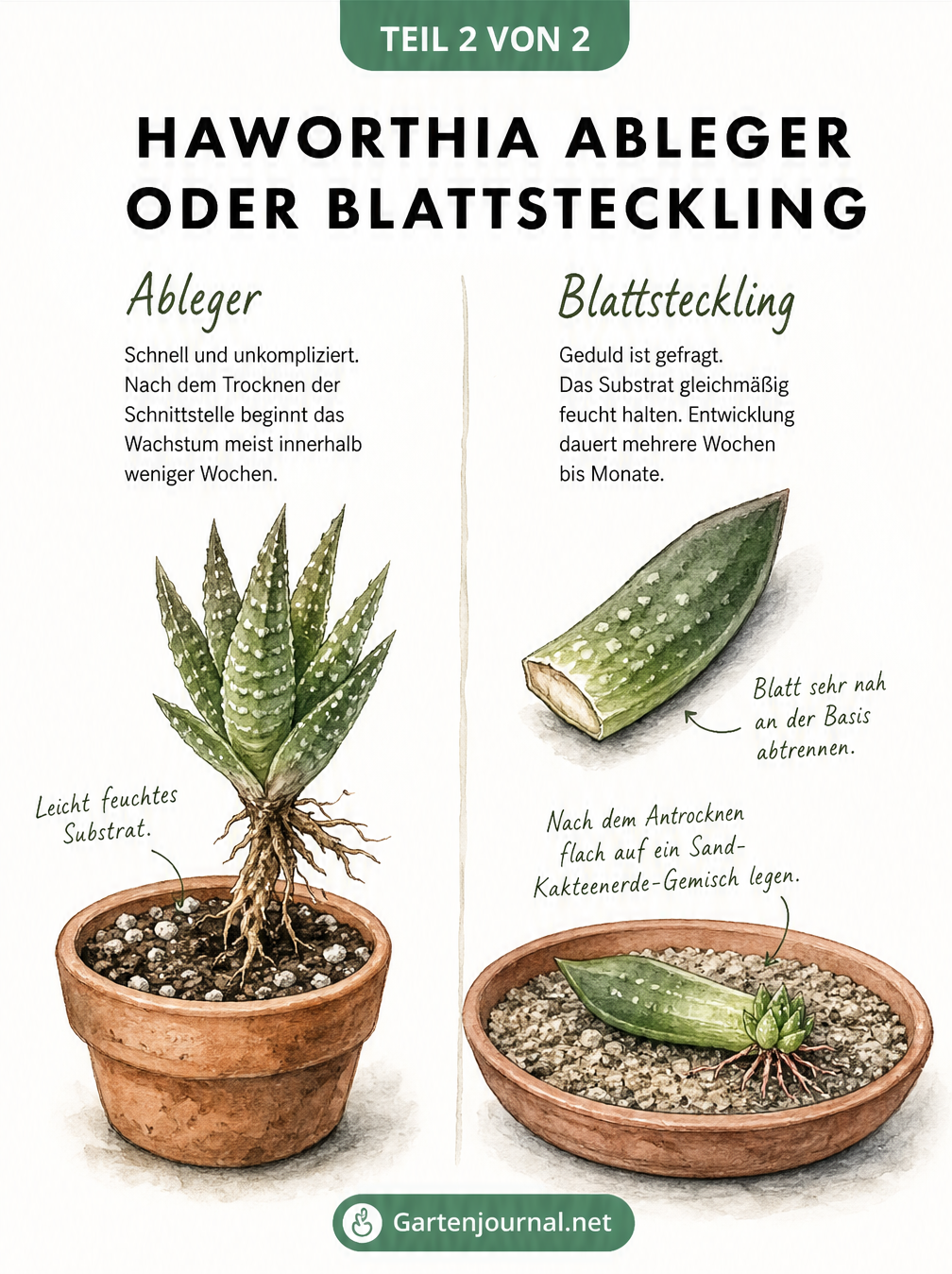 Gegenüberstellung der Haworthia-Vermehrung durch Ableger und Blattstecklinge mit Wurzelbildung