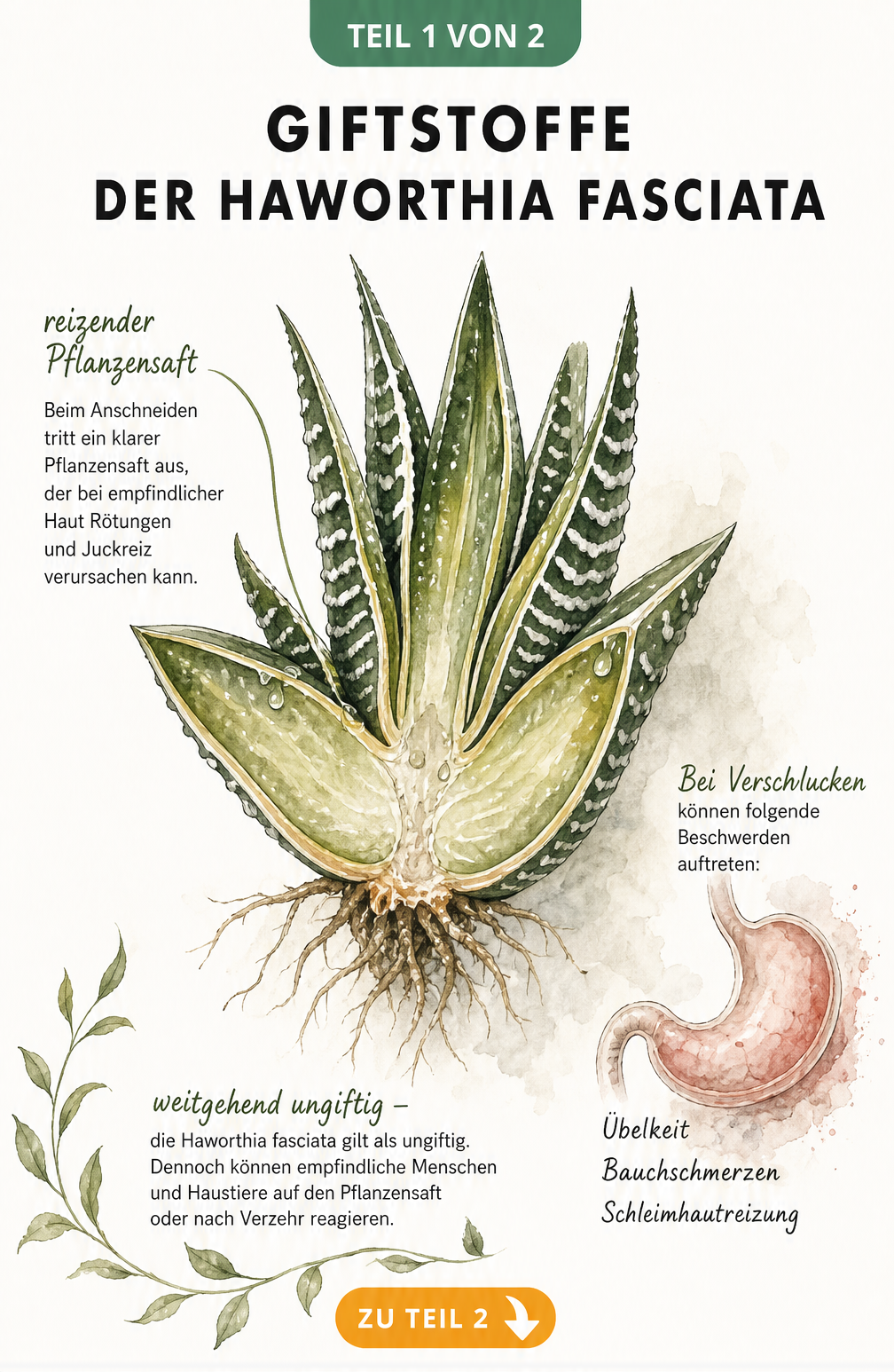 Botanische Illustration einer aufgeschnittenen Haworthia fasciata, die den reizenden Pflanzensaft und mögliche Folgen bei Verzehr zeigt.