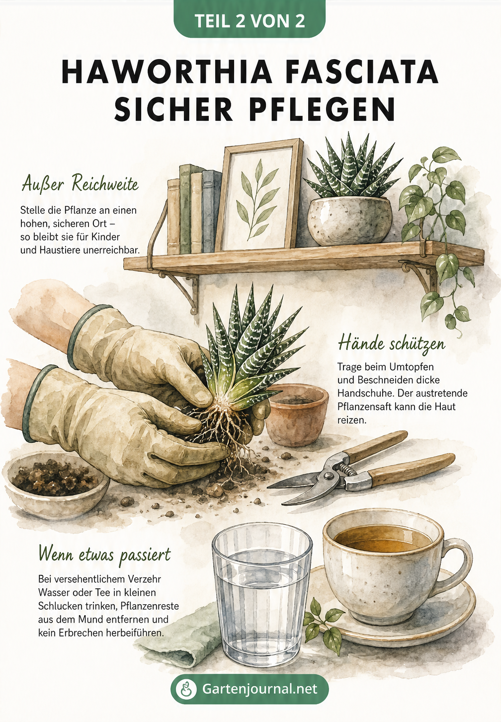 Aquarellierte Szene mit Zebra-Haworthie auf einem hohen Regal, Gartenhandschuhen und einem Wasserglas zur Ersten Hilfe.