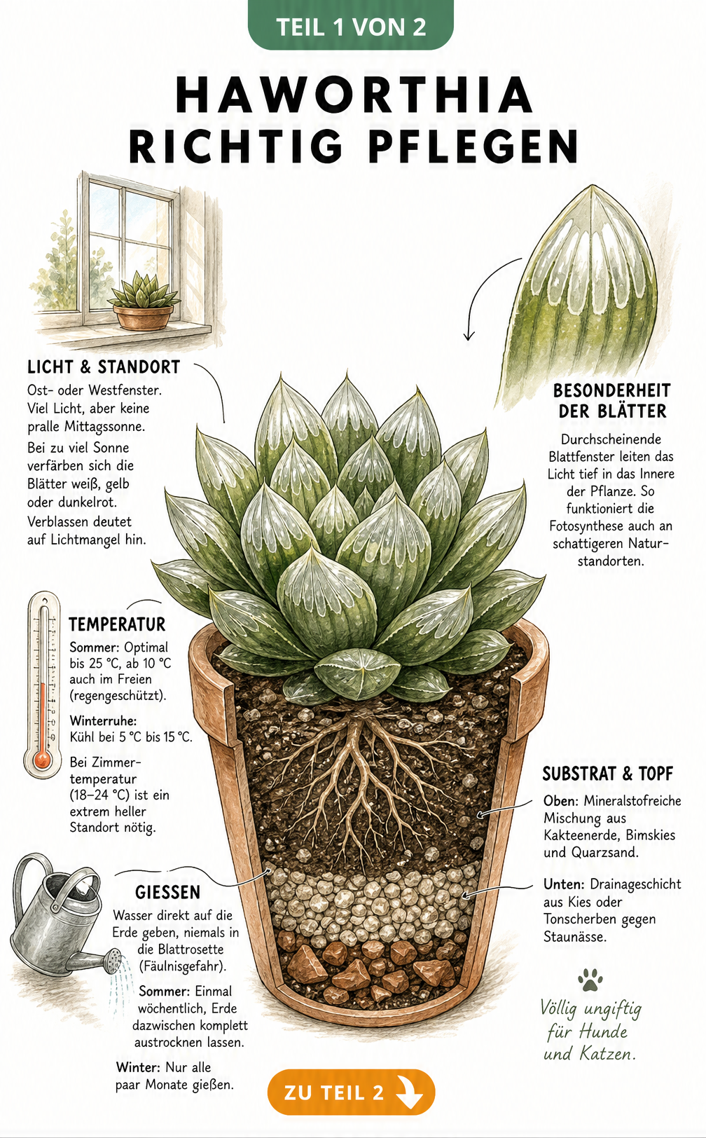 Botanische Illustration einer Haworthia im Querschnitt mit Hinweisen zu Standort, Temperatur, Gießen und Substrat.