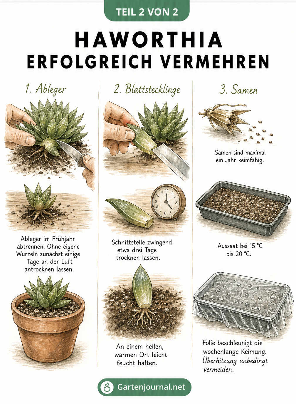 Illustration der drei Vermehrungsmethoden für Haworthien: Ableger, Blattstecklinge und Samen.