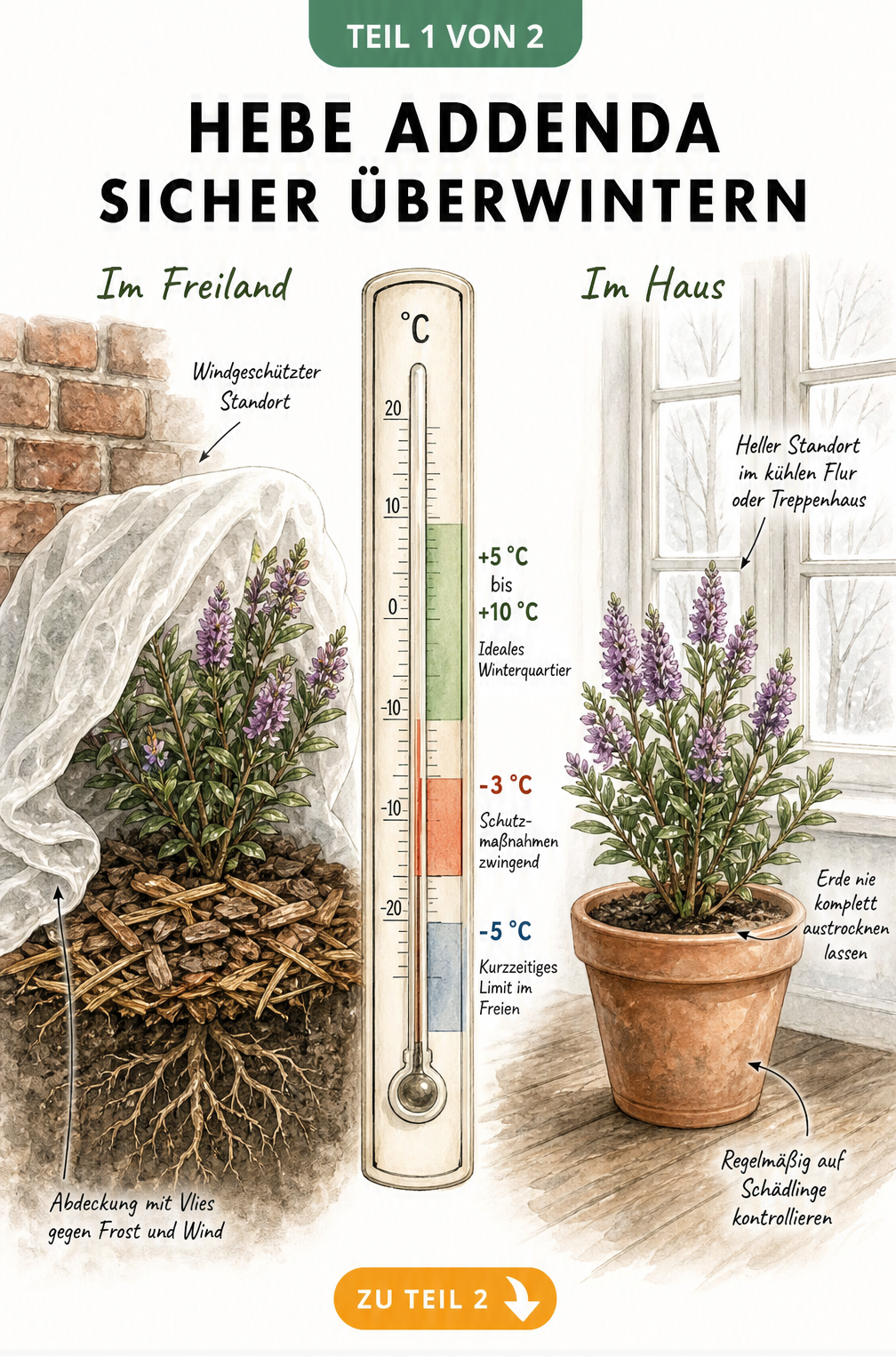 Illustration zur Überwinterung der Hebe Addenda im Freiland und im Haus mit Temperaturangaben