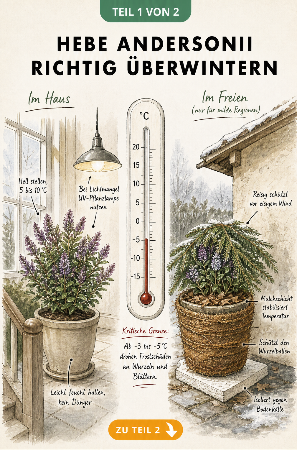 Illustration zur Überwinterung von Hebe andersonii im Haus und im Freien mit Temperaturangaben und Pflegetipps