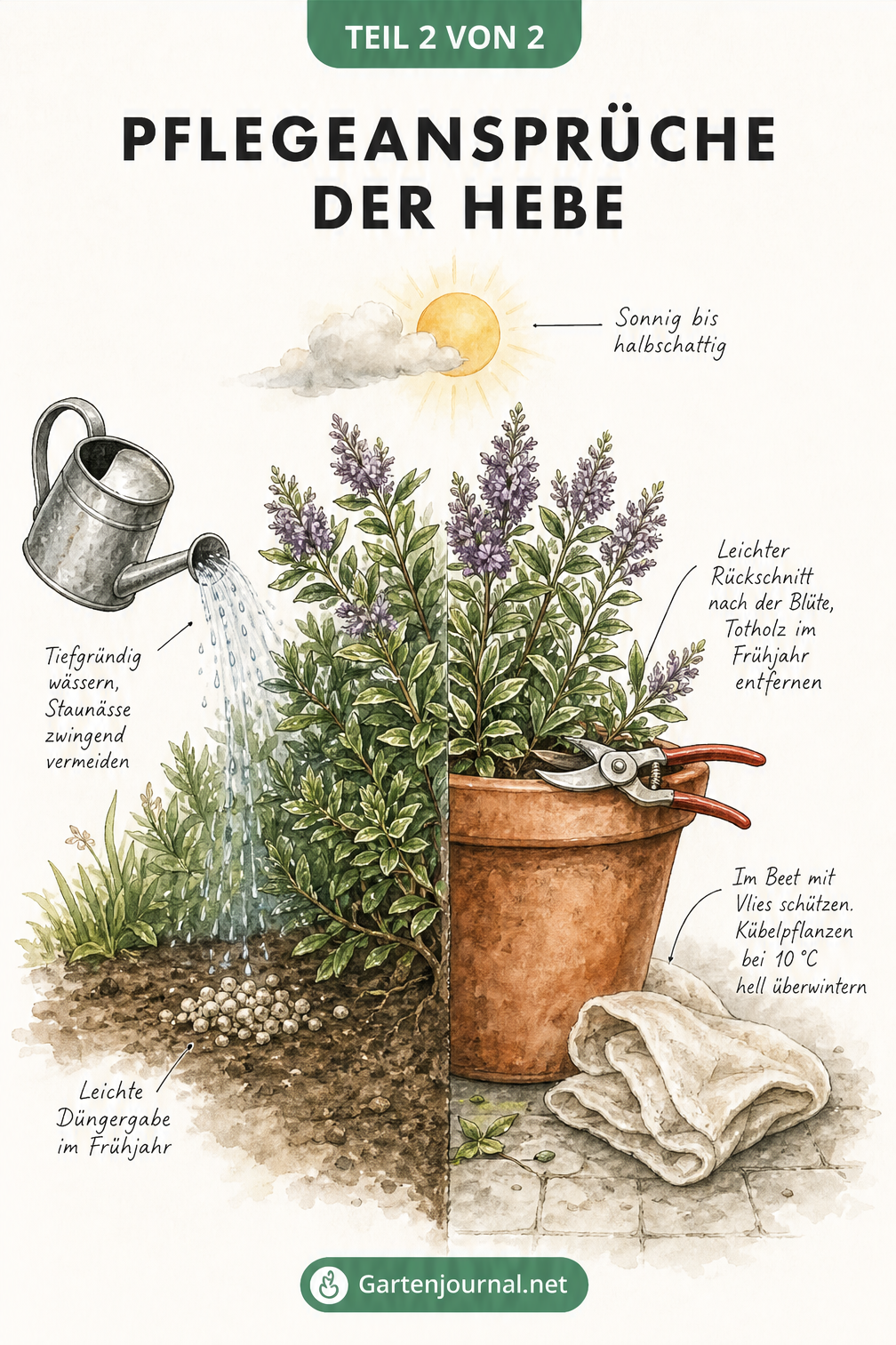 Illustration einer Hebe-Pflanze, halb im Beet und halb im Kübel, mit Pflegehinweisen zu Standort, Gießen, Düngen und Überwintern.