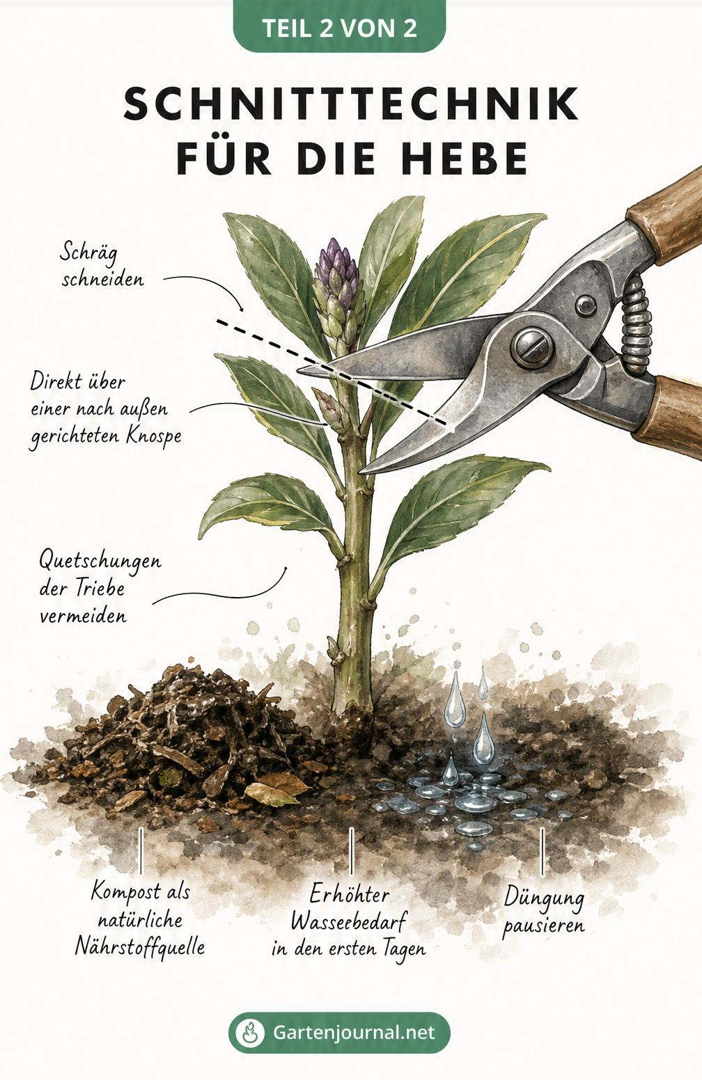 Makro-Ansicht eines Hebe-Zweiges mit Gartenschere, die den perfekten Schnittwinkel über einer Knospe zeigt