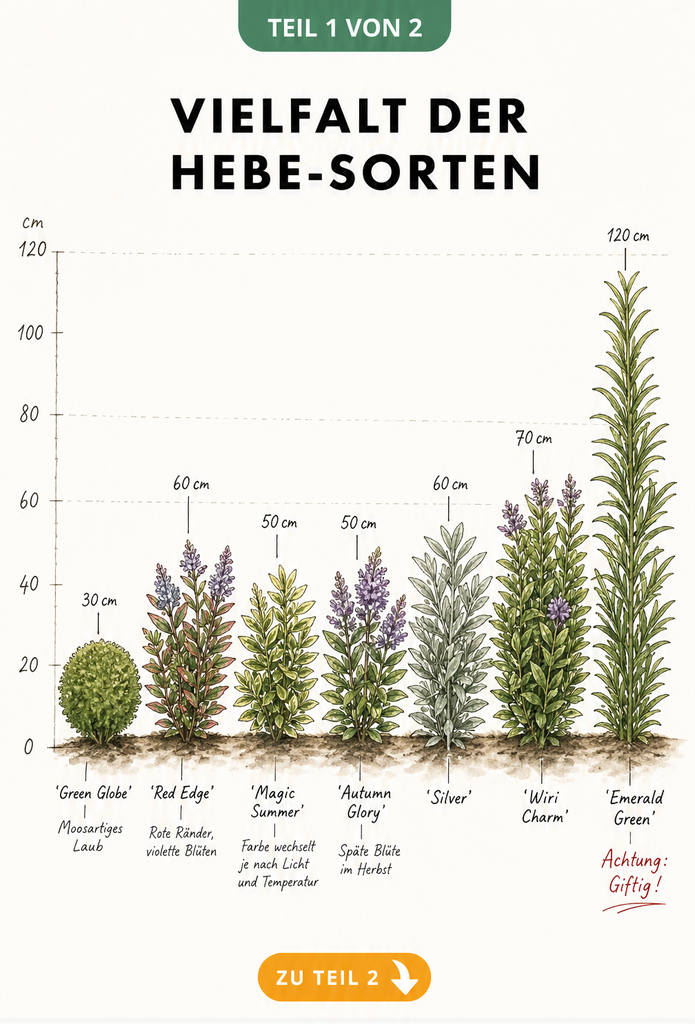 Botanische Illustration von sieben Hebe-Sorten mit Messskala von 0 bis 120 cm, darunter Green Globe, Red Edge und Emerald Green.