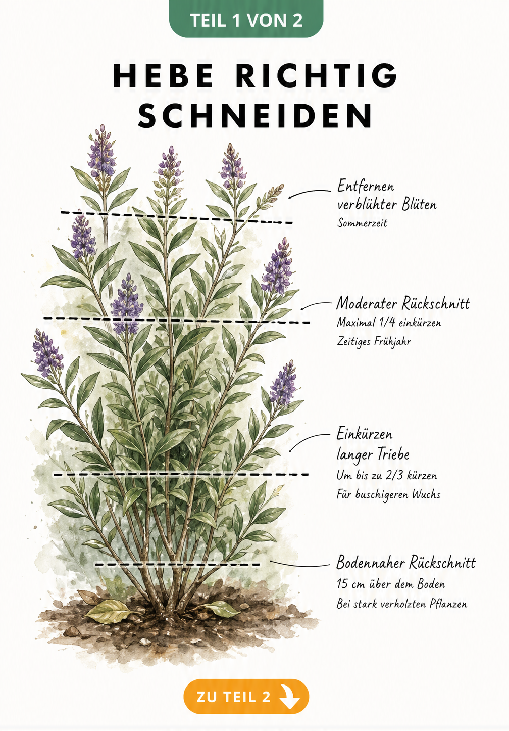 Botanische Illustration eines Hebe-Strauchs mit Markierungen für verschiedene Schnitttiefen und Zeitpunkte