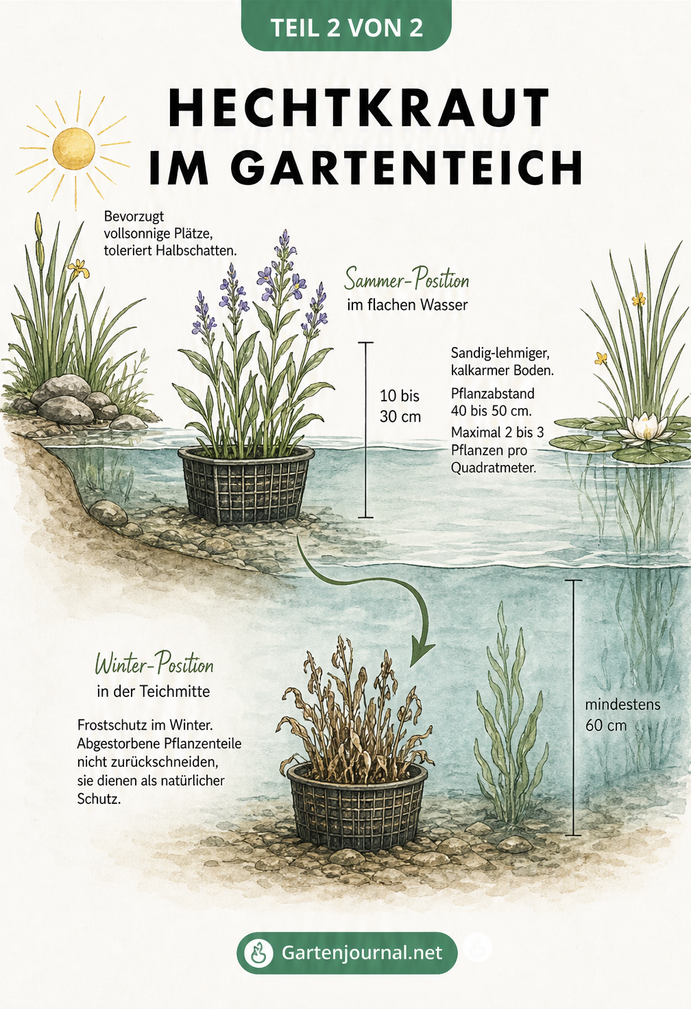 Querschnitt eines Gartenteichs mit Hechtkraut im Flachwasser im Sommer und im tiefen Wasser im Winter
