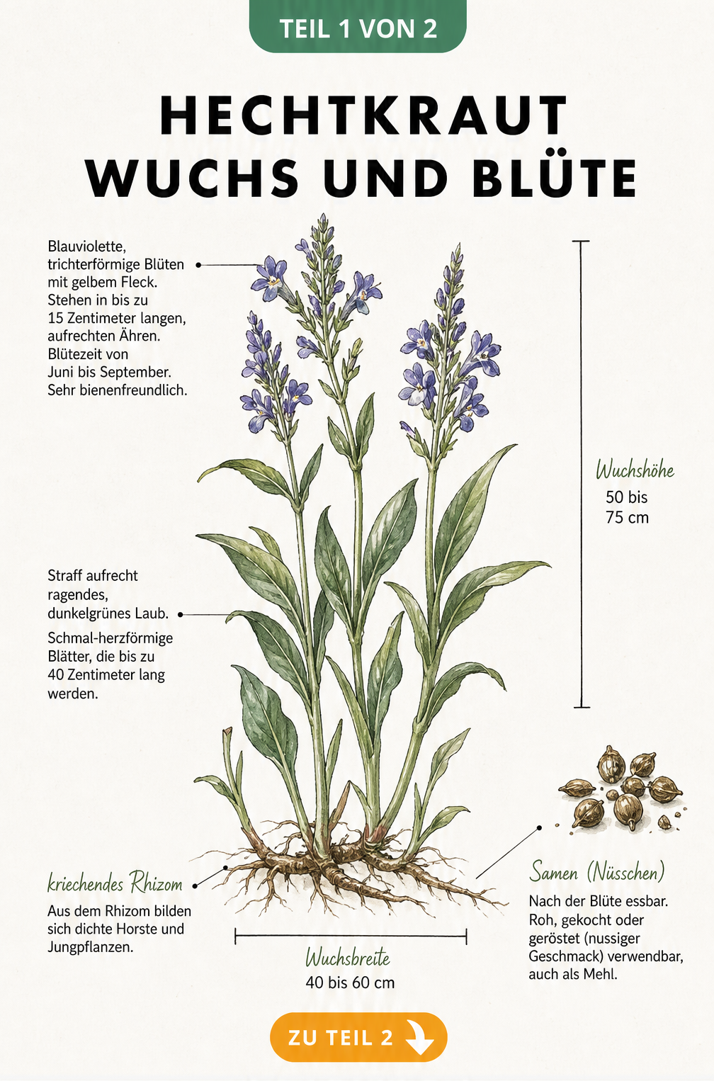 Botanische Illustration des Hechtkrauts mit blauen Blüten, grünen Blättern, Samen und Rhizom