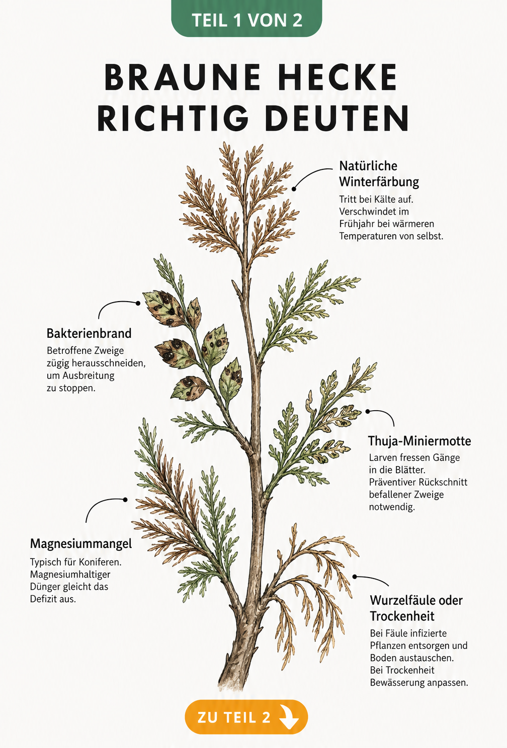Botanische Illustration eines Heckenzweigs mit Schadbildern wie braunen Nadeln, Flecken und Fraßgängen