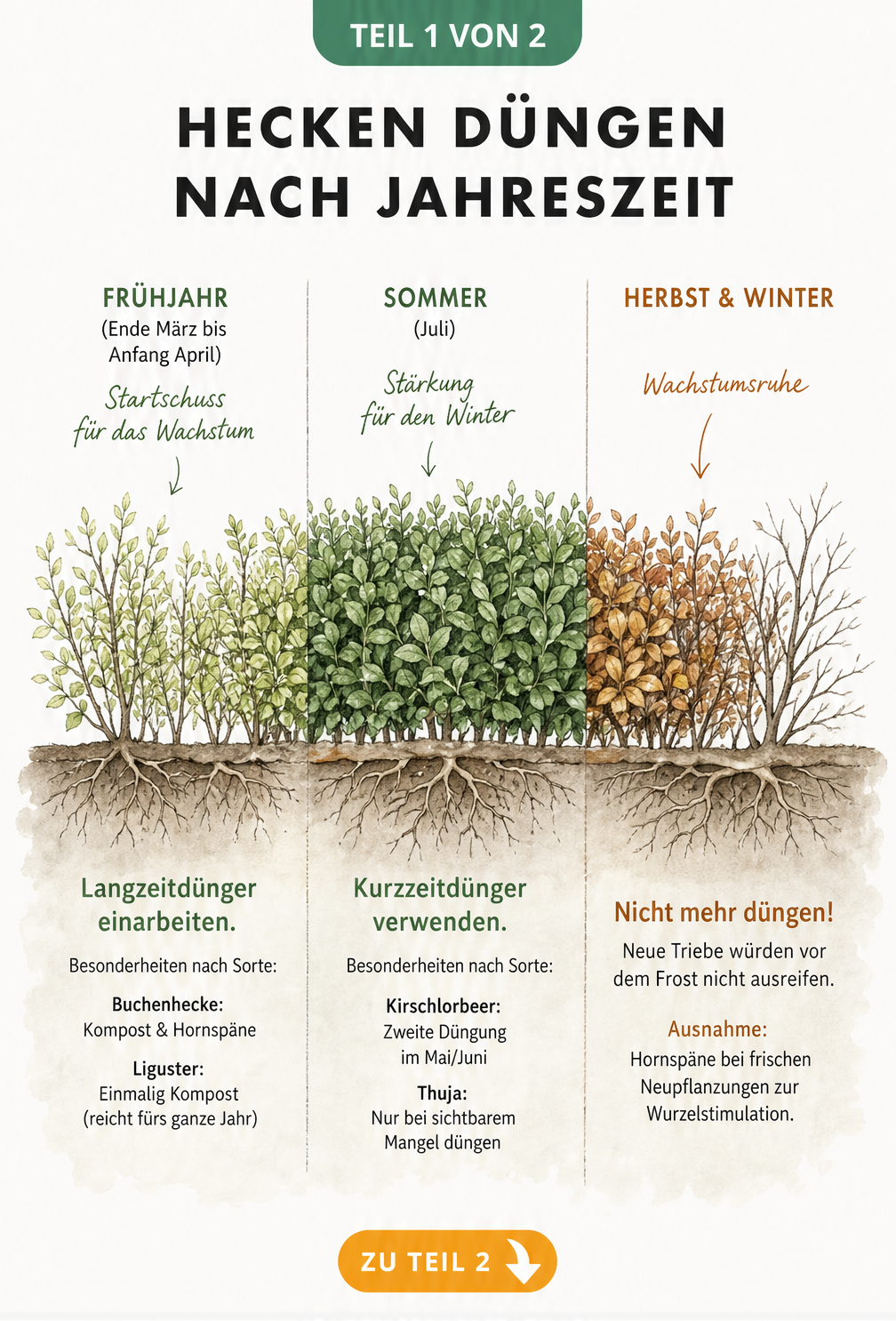 Zeitleiste zur Heckendüngung im Frühjahr, Sommer und Herbst mit Dünge-Vorgaben für Buchenhecke, Liguster, Kirschlorbeer und Thuja