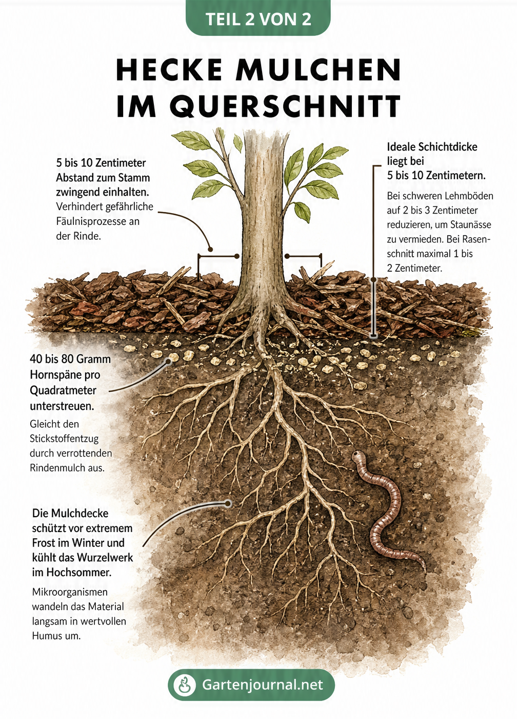Querschnitt durch den Gartenboden an einer Hecke, der die richtige Schichtdicke des Mulchs und den Abstand zum Stamm zeigt.
