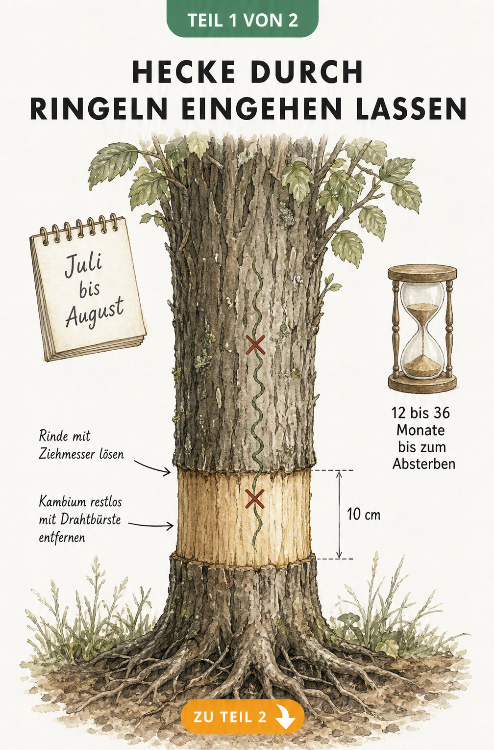 Botanische Illustration eines Heckenstamms im Querschnitt, der durch Ringeln entrindet wurde, um den Nährstofftransport zu stoppen.
