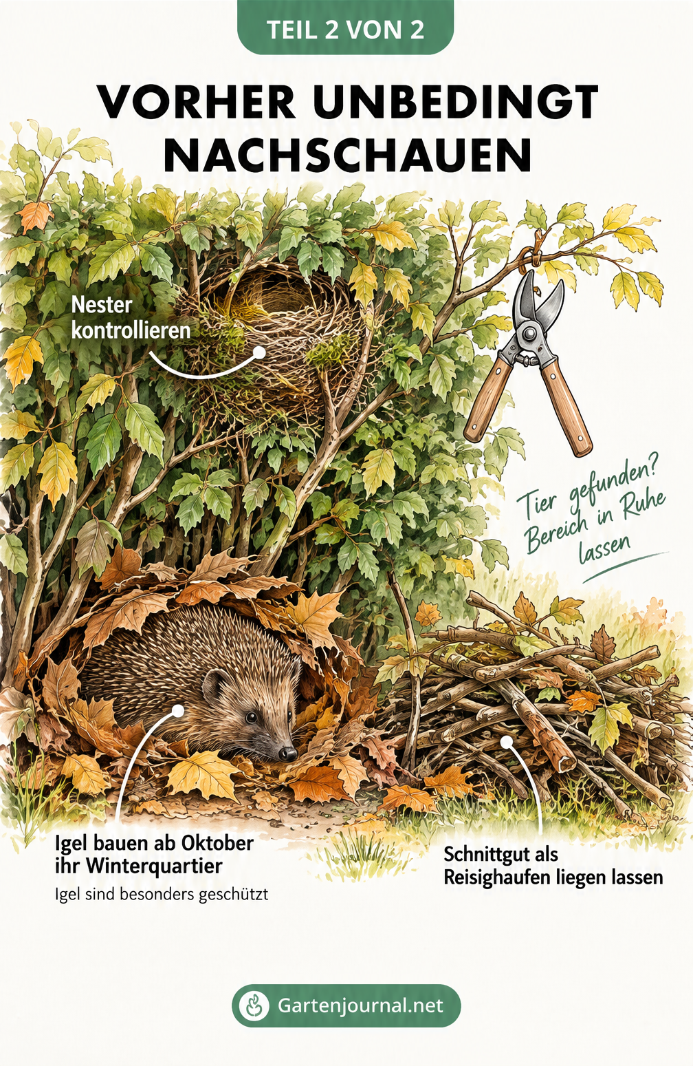 Illustration: Hecke vor dem Schnitt auf Nester kontrollieren, Igel bauen ab Oktober ihr Winterquartier im Laub, Schnittgut als Reisighaufen liegen lassen