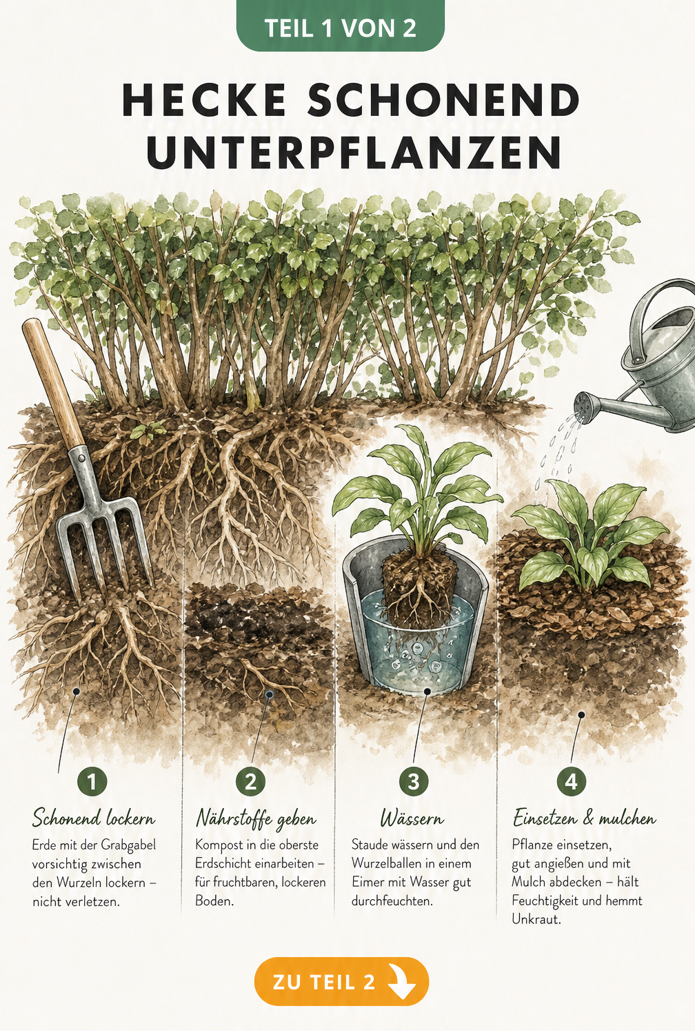 Illustration einer Hecke mit Wurzelwerk und vier Schritten zur schonenden Unterpflanzung: Boden lockern, Kompost einarbeiten, Pflanze wässern und einsetzen mit...