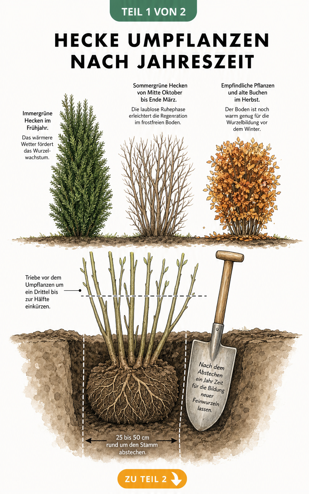 Illustration der besten Jahreszeiten zum Umpflanzen von Hecken: Frühjahr für immergrüne, Winter für sommergrüne und Herbst für empfindliche Pflanzen.