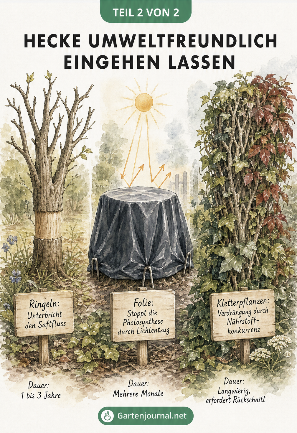 Drei Gartenszenen im Aquarell-Stil zeigen umweltfreundliche Methoden zum Entfernen einer Hecke: Ringeln, Abdecken mit Folie und Ansiedeln von Kletterpflanzen.
