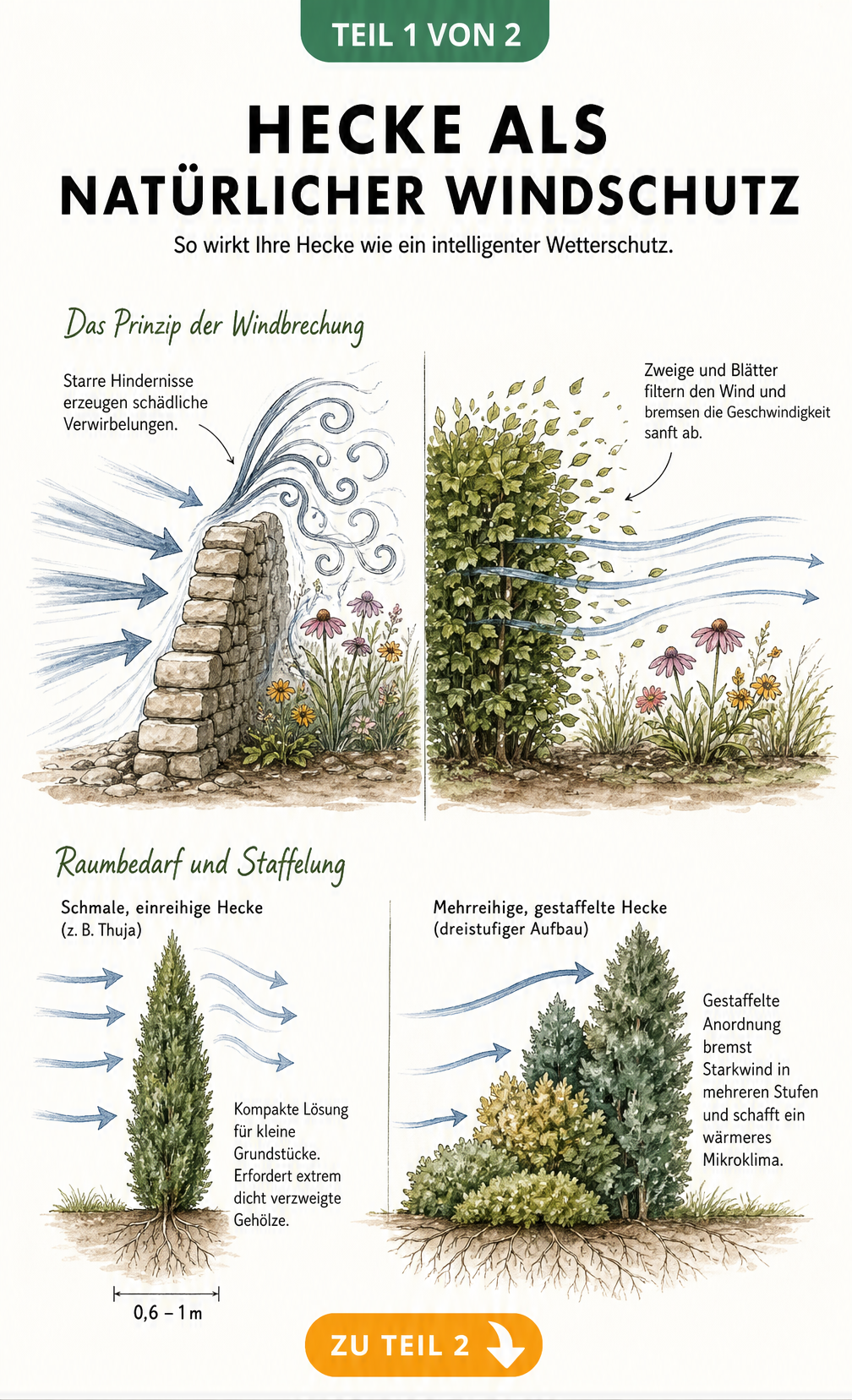 Querschnitt-Illustration eines Gartens, die zeigt, wie eine Hecke den Wind sanft abbremst, während eine Mauer schädliche Verwirbelungen erzeugt.