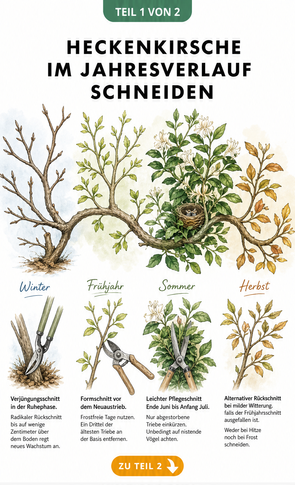 Illustration eines Heckenkirschen-Astes im Jahresverlauf mit Schnittanleitungen für Winter, Frühjahr, Sommer und Herbst