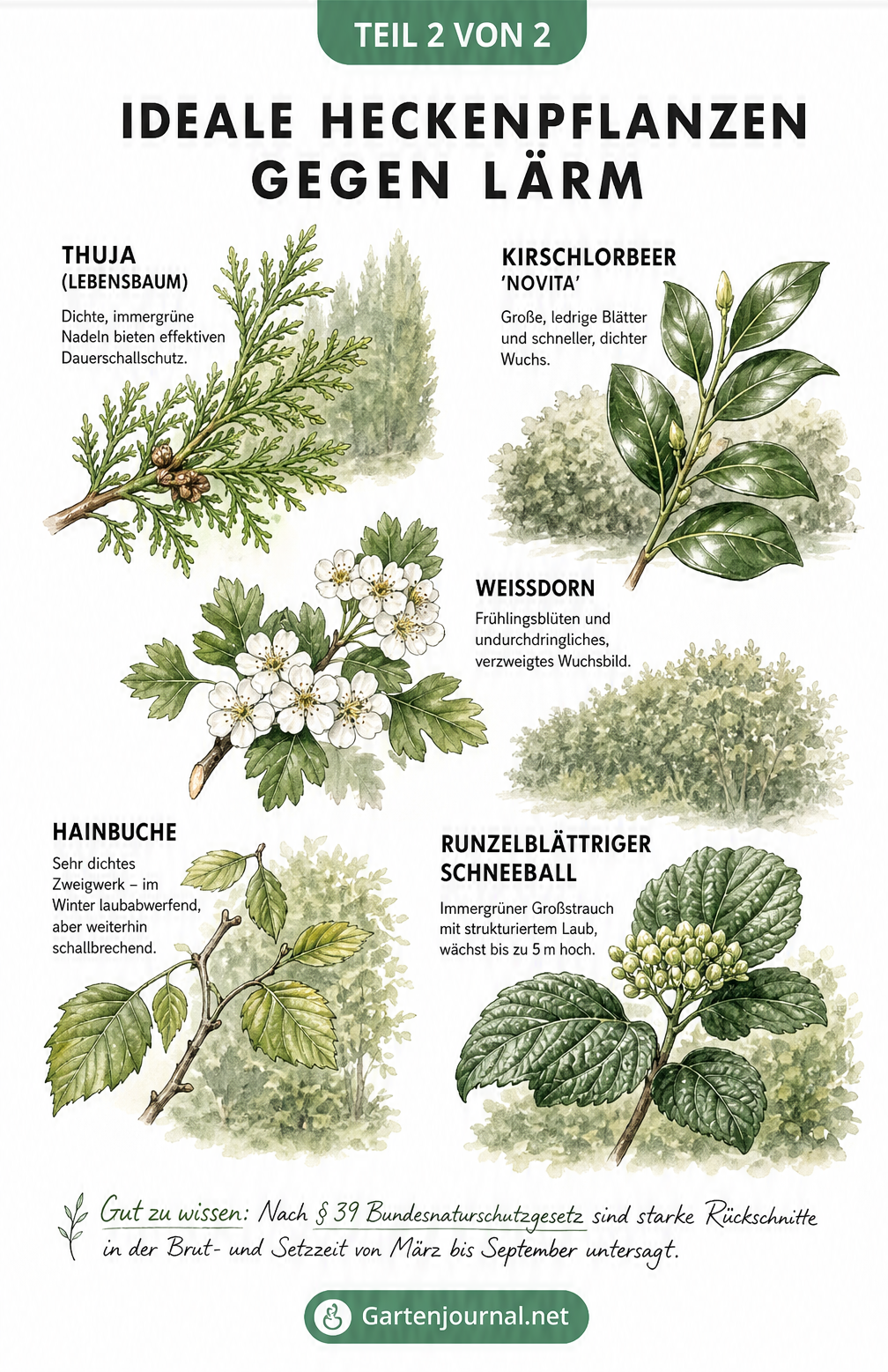 Botanische Illustration von fünf Heckenpflanzen für den Lärmschutz: Thuja, Kirschlorbeer, Weißdorn, Hainbuche und Schneeball