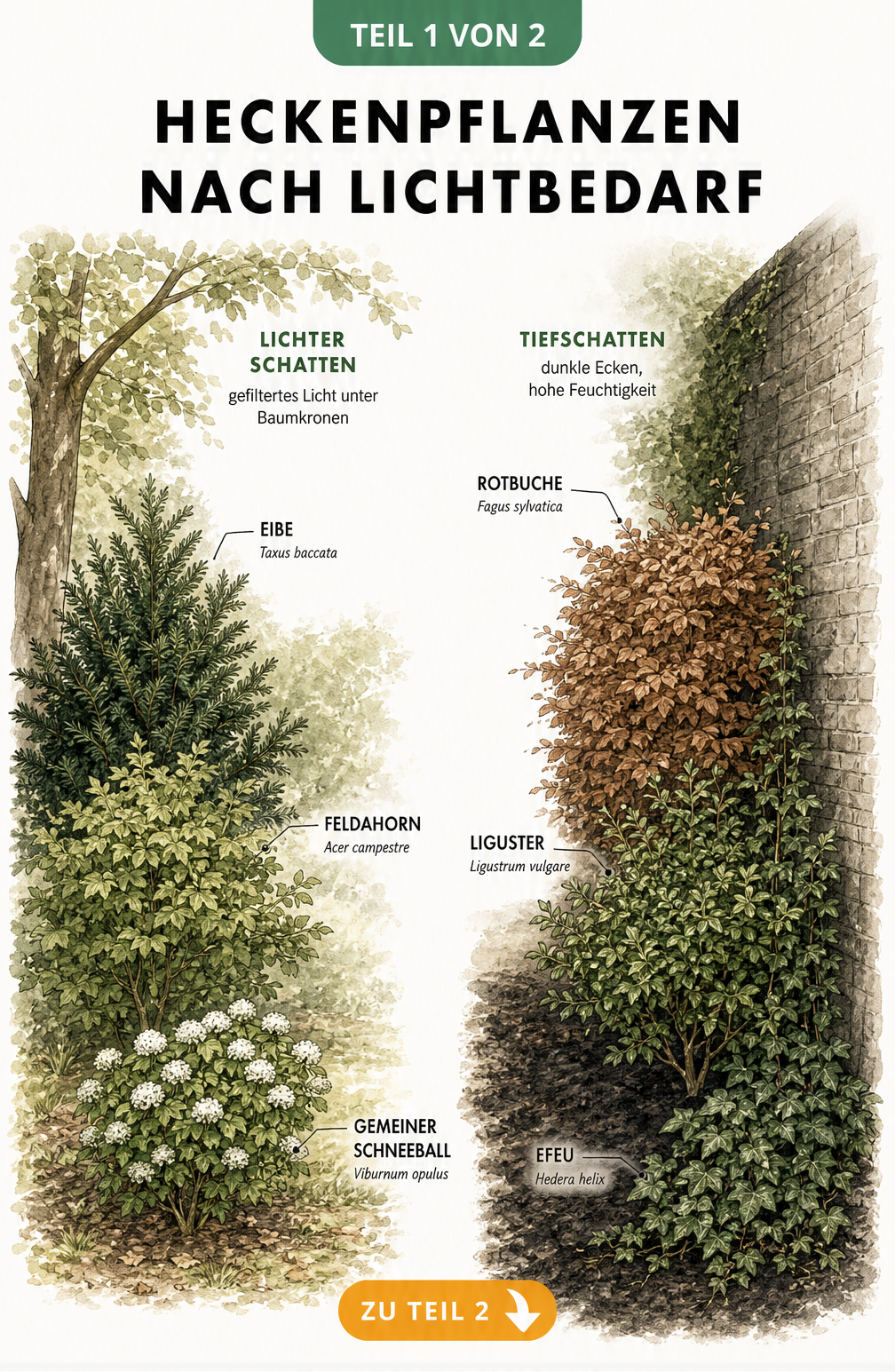 Botanische Illustration von Heckenpflanzen für Halbschatten und Schatten wie Eibe, Feldahorn, Rotbuche und Efeu