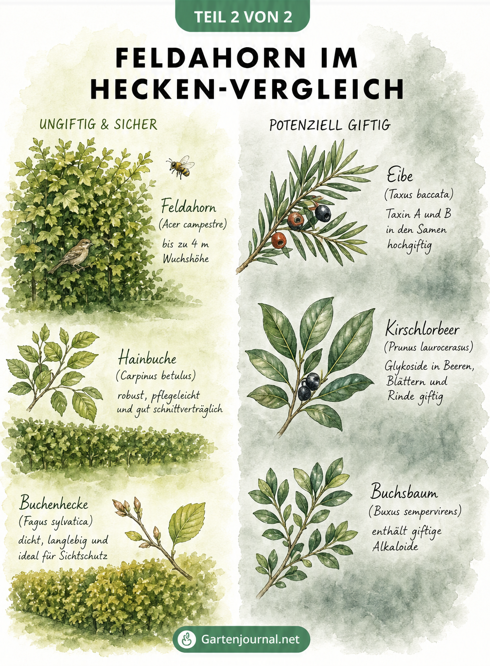 Vergleich von Heckenpflanzen: Ungiftiger Feldahorn gegenüber giftigen Alternativen wie Eibe, Kirschlorbeer und Buchsbaum