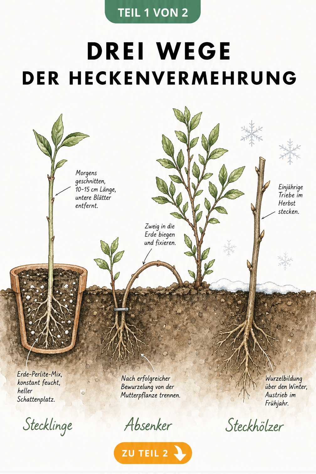 Illustration der drei Methoden zur Heckenvermehrung: Stecklinge im Topf, Absenker in der Erde und Steckhölzer im Winterboden