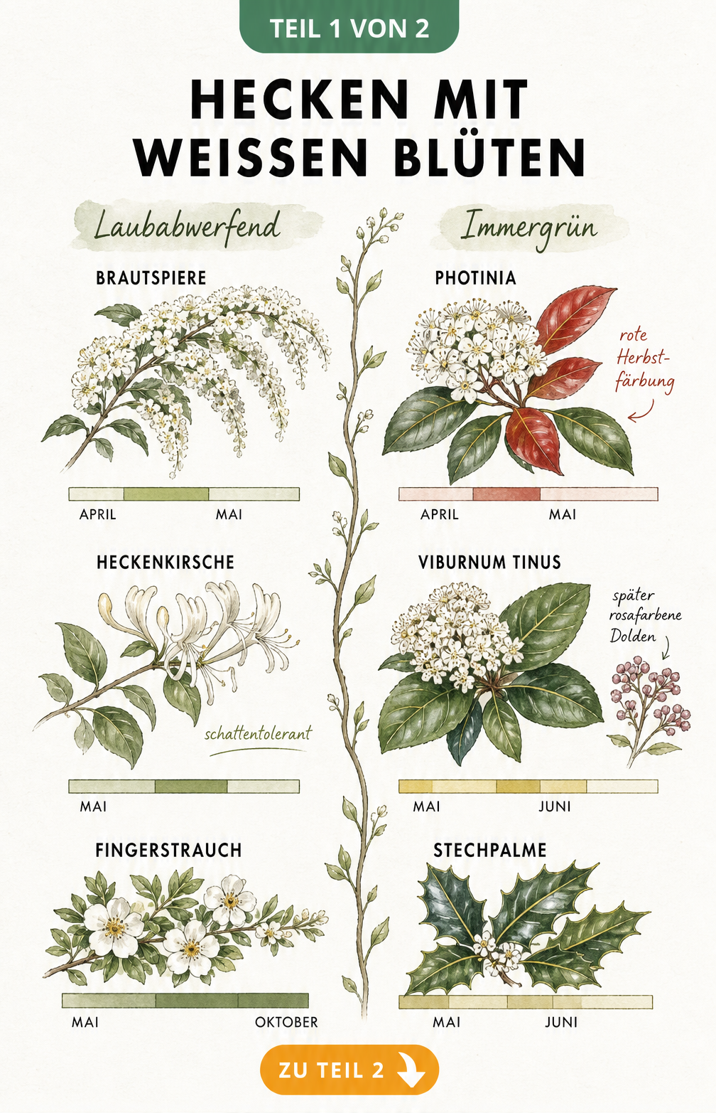 Botanische Illustration von laubabwerfenden und immergrünen Heckenpflanzen mit weißen Blüten und ihren Blütezeiten.