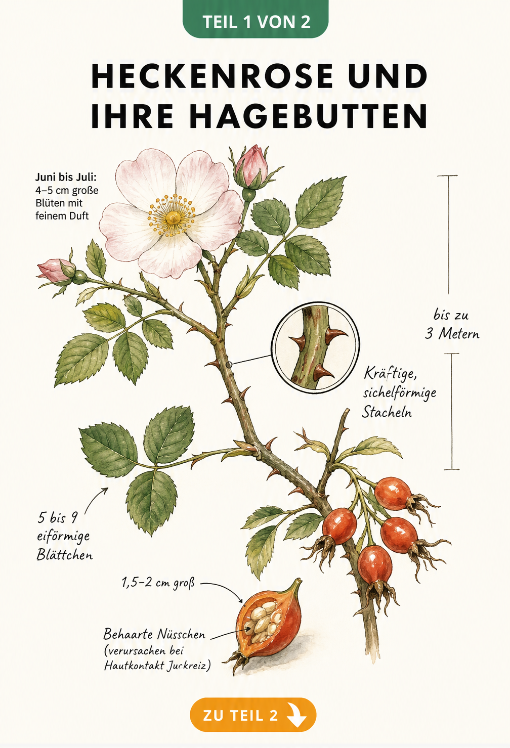 Botanische Illustration eines Heckenrosen-Zweigs mit Blüte, Blättern, Stacheln und Hagebutten im Querschnitt
